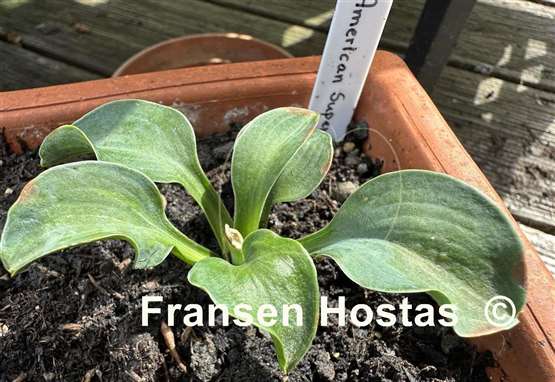 Hosta American Super Mouse